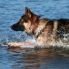 Altdeutscher Schäferhundrüde im Wasser