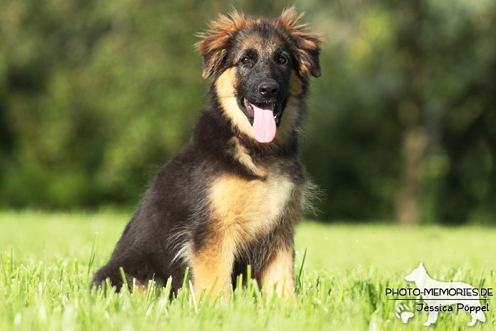 Schwarz-brauner Schäferhundwelpe