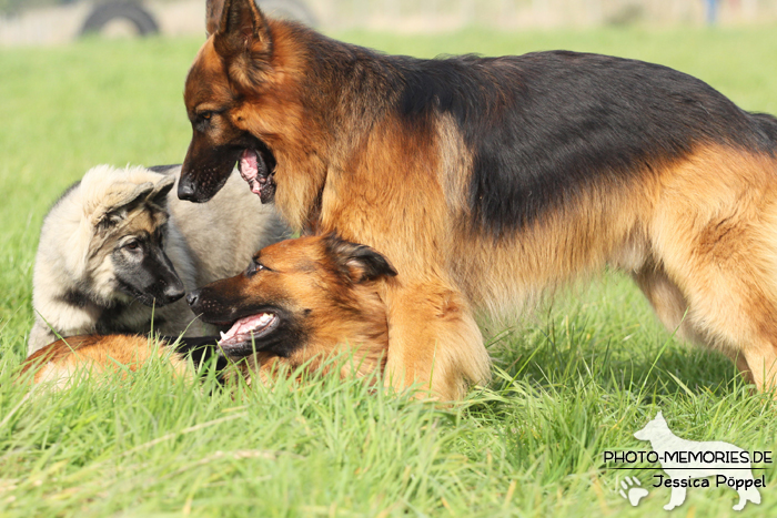 Gruppe altdeutscher Schäferhunde