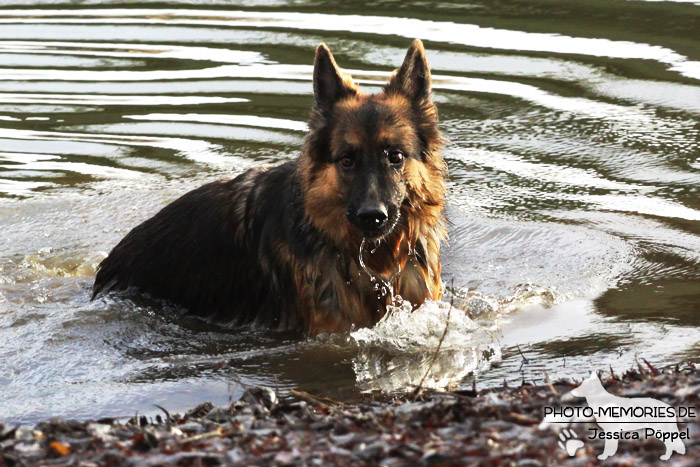 Altdeutsche Schäferhündin am Wasser