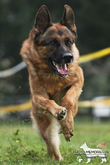 Deutscher Schäferhund beim Hunderennen