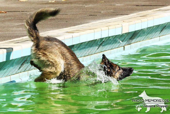 Altdeutsche Schäferhündin beim Schwimmen