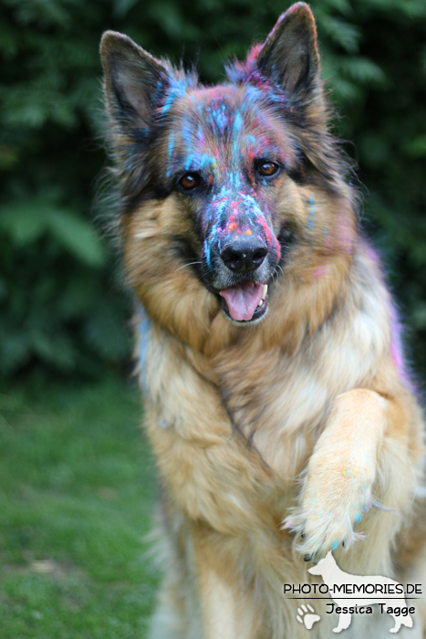 Holi mit einer altdeutschen Schäferhündin