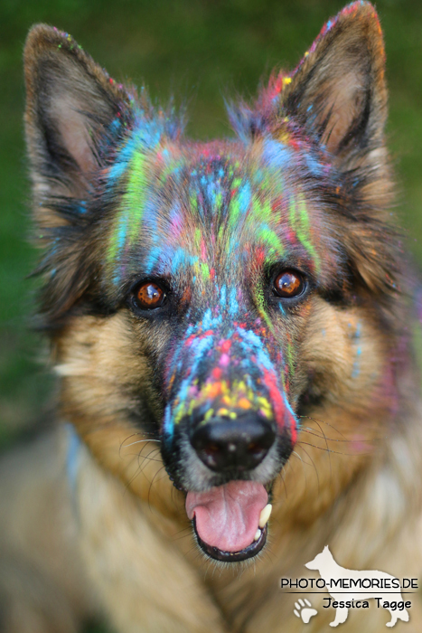 Holi mit einer altdeutschen Schäferhündin