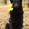 Schwarze altdeutsche Schäferhündin im Herbst