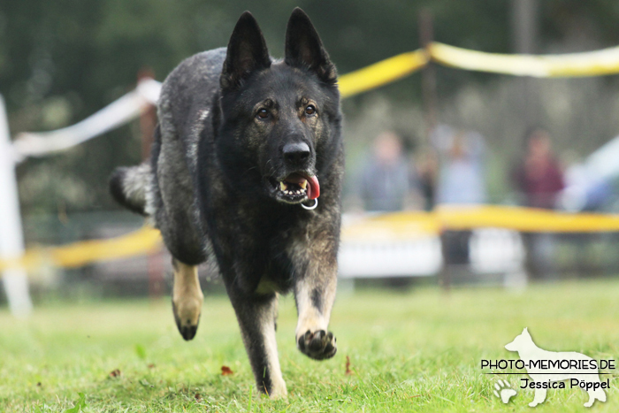 Deutscher Schäferhund beim Hunderennen