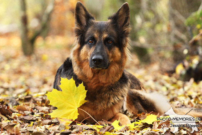 Schwarz-braune altdeutsche Schäferhündin im Herbst