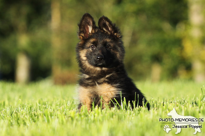 Schwarz-brauner Schäferhundwelpe