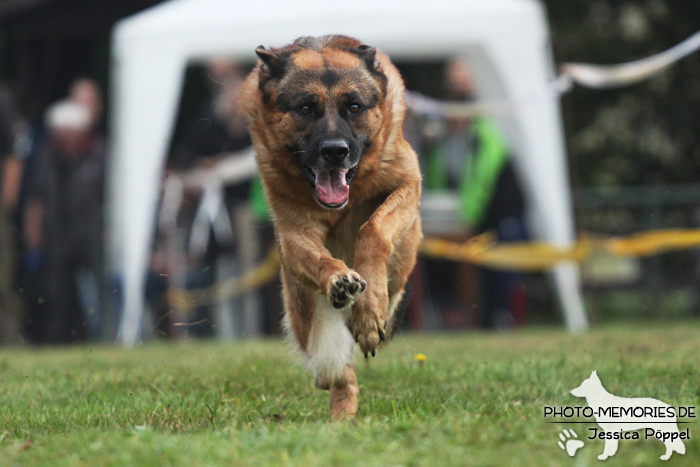 Deutscher Schäferhund beim Hunderennen