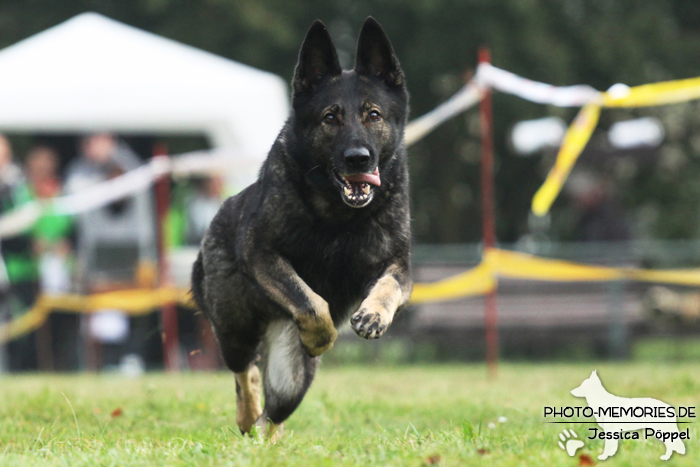 Deutscher Schäferhund beim Hunderennen