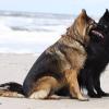 Zwei altdeutsche Schäferhunde am Strand