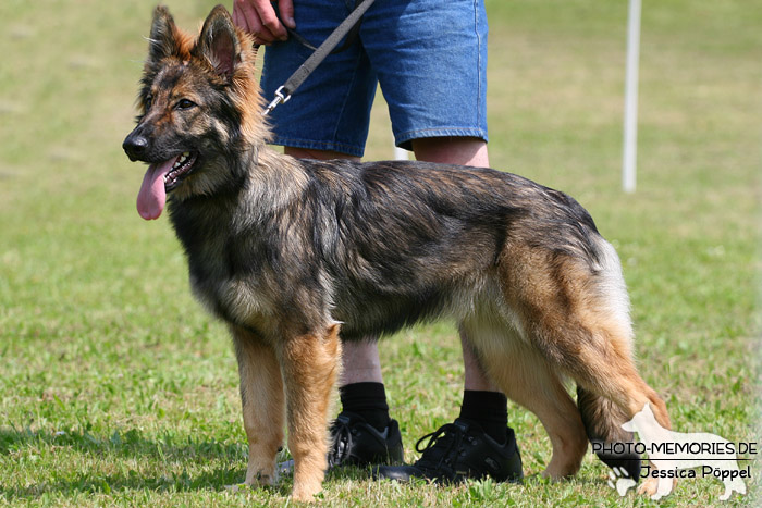 Impressionen einer Schäferhund-Ausstellung