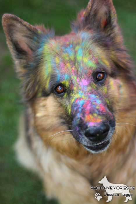 Holi mit einer altdeutschen Schäferhündin