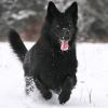 Schwarzer Schäferhundrüde im Schnee