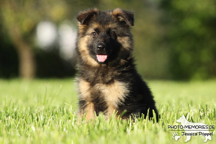Schwarz-brauner Schäferhundwelpe