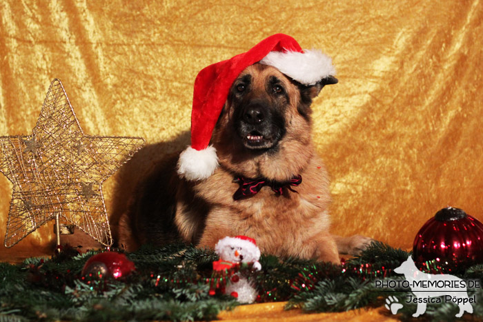 Schwarz-braune deutsche Schäferhündin im Studio an Weihnachten