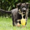 Altdeutsche Schäferhunde vom Waldschloss - E-Wurf