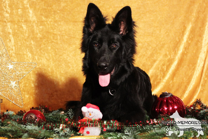 Schwarzer altdeutscher Schäferhundrüde im Studio an Weihnachten