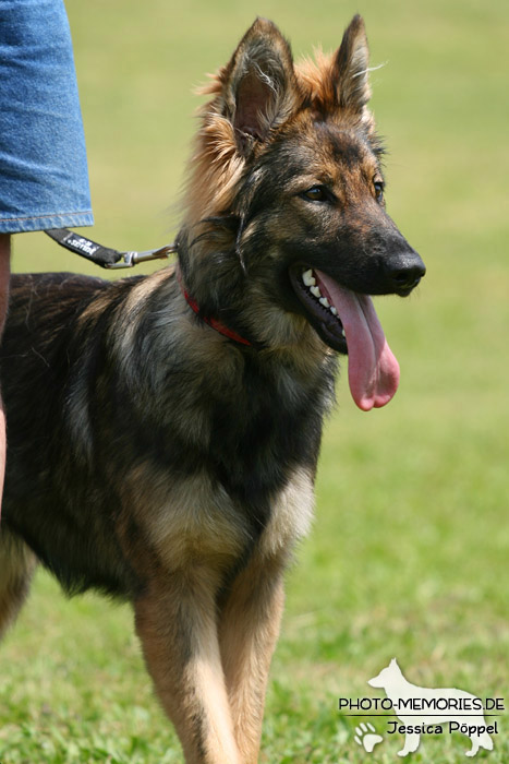 Impressionen einer Schäferhund-Ausstellung