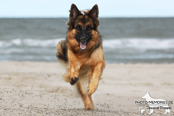 Altdeutsche Schäferhündin am Strand