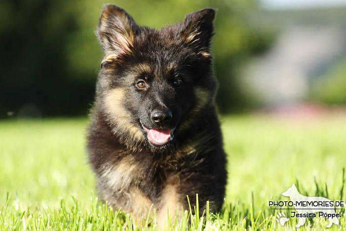 Schwarz-brauner Schäferhundwelpe