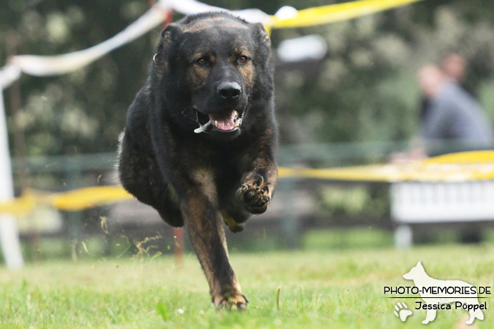 Deutscher Schäferhund beim Hunderennen