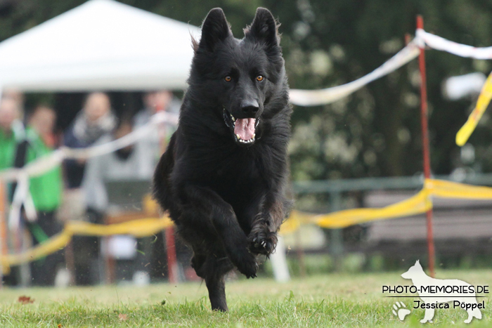 Altdeutscher Schäferhund beim Hunderennen