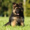 Schwarz-brauner Schäferhundwelpe