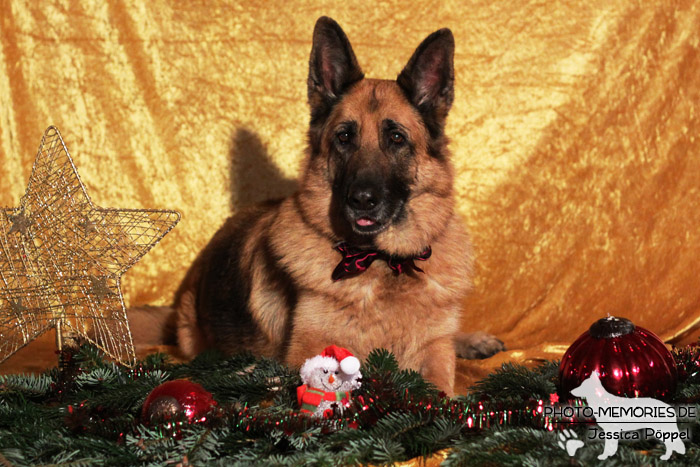 Schwarz-braune deutsche Schäferhündin im Studio an Weihnachten