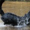 Schwarzer Schäferhundrüde im Wasser