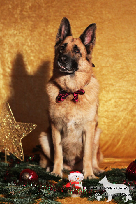 Schwarz-braune deutsche Schäferhündin im Studio an Weihnachten