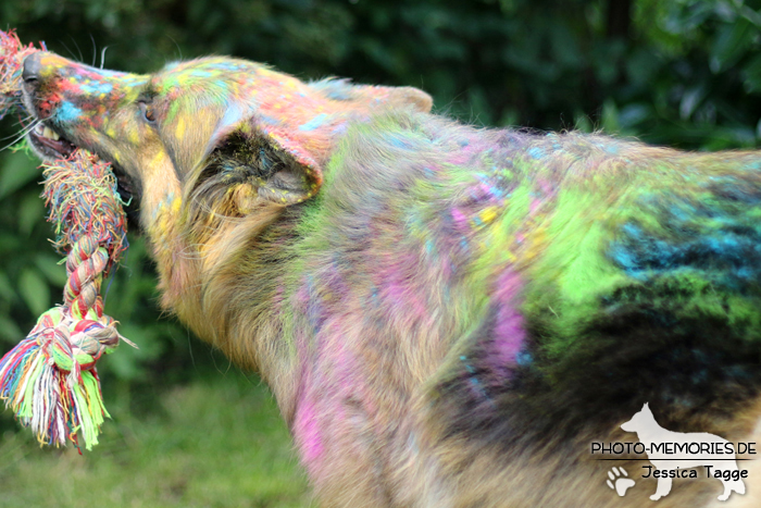 Holi mit einer altdeutschen Schäferhündin