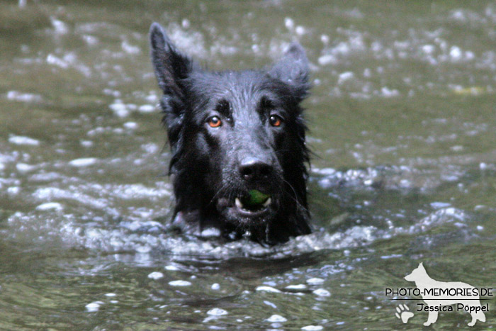 Schwarze Schäferhündin im Wasser