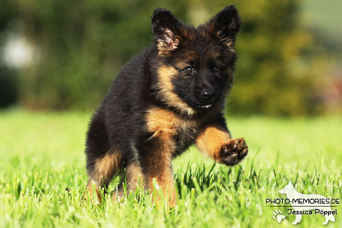 Schwarz-brauner Schäferhundwelpe