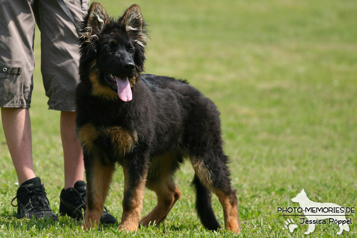 Impressionen einer Schäferhund-Ausstellung