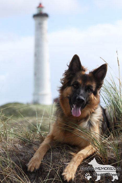 Altdeutsche Schäferhündin vor einem Leuchtturm