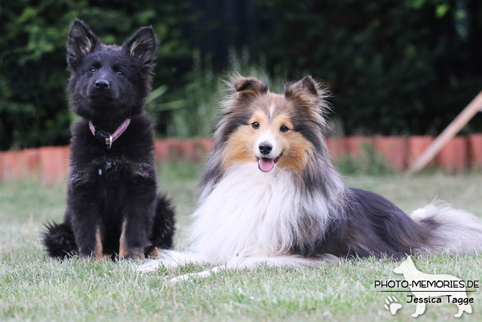 Langstockhaarschäferhundwelpe mit Sheltie-Hündin