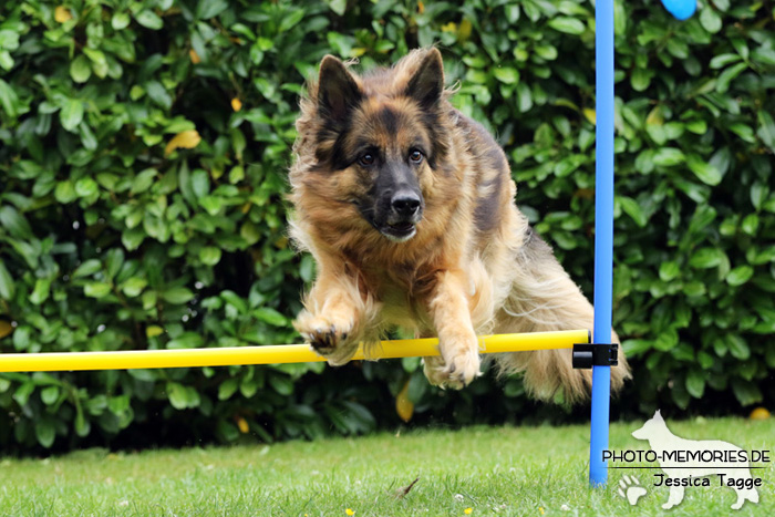 Altdeutsche Schäferhündin beim Agility