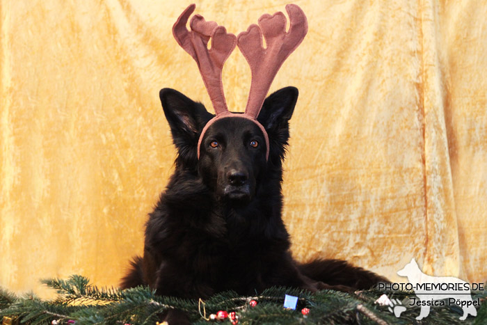 Schwarze altdeutsche Schäferhündin im Studio an Weihnachten