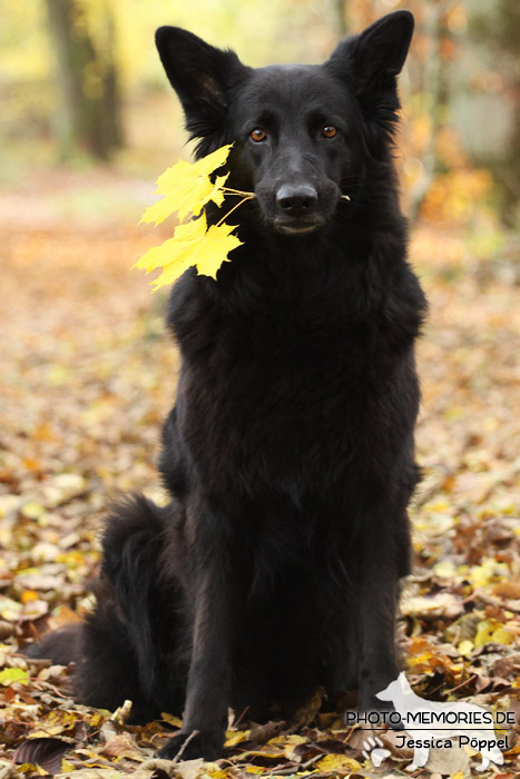 Schwarze altdeutsche Schäferhündin im Herbst