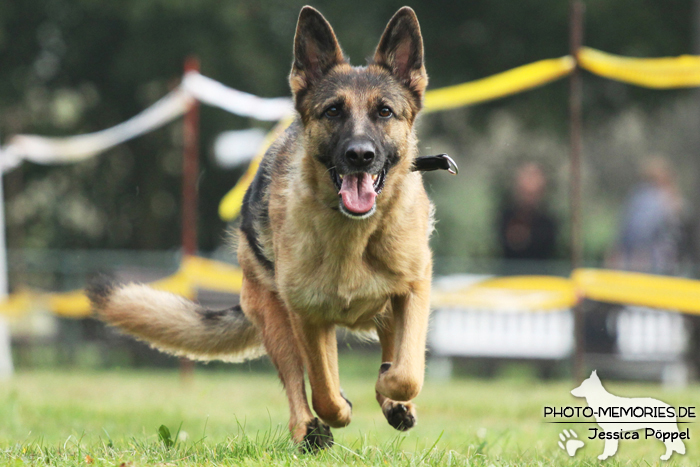 Deutscher Schäferhund beim Hunderennen