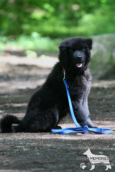 Elo in der Hundeschule