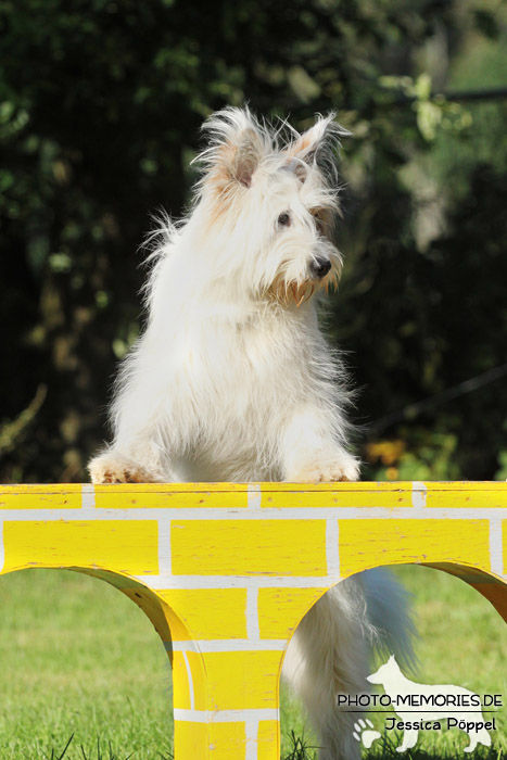 Elo am Agility-Hindernis