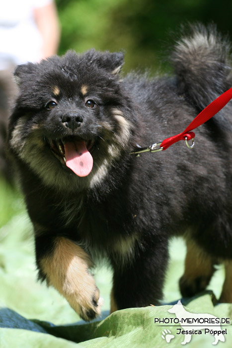 Elowelpe in der Hundeschule