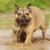 Englische Bulldogge im Wasser