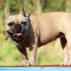Französische Bulldogge auf einem Agility-Gerät