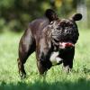 Französische Bulldogge im Laufen