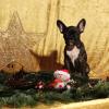 Französische Bulldogge im Studio an Weihnachten
