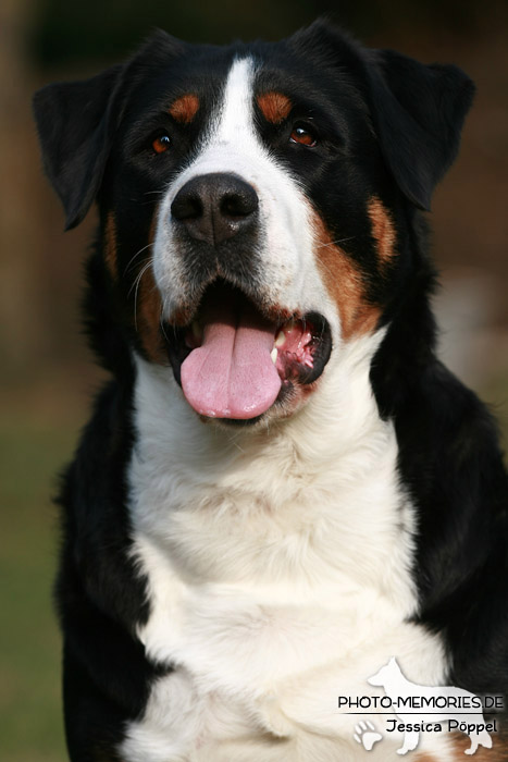 Portrait eines Großen Schweizer Sennenhundes