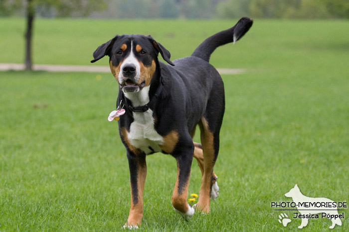 Großer Schweizer Sennenhund in Bewegung